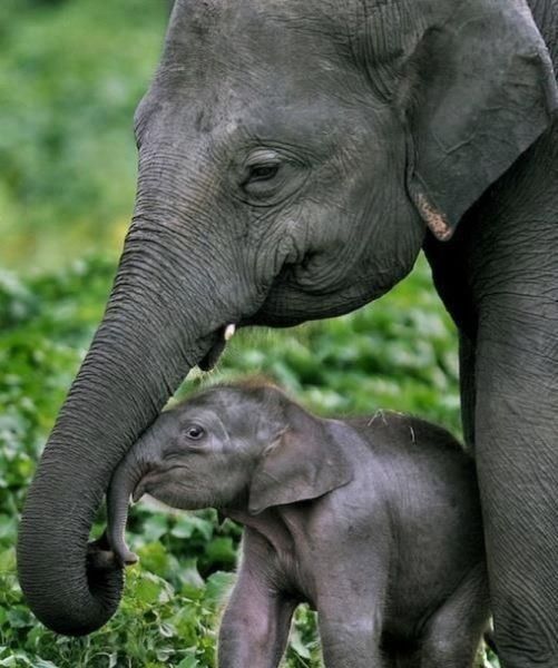 Maman éléphant et son bébé